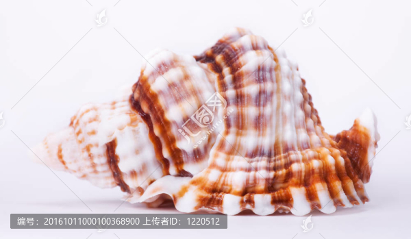 殼宏