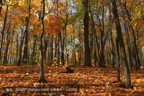 秋天的森林場(chǎng)景