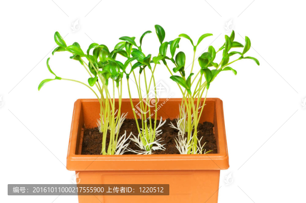 在粘土盆栽綠化苗木