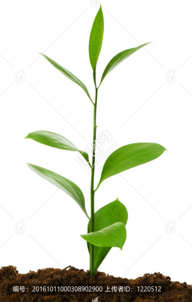 苗木說(shuō)明新生活的概念
