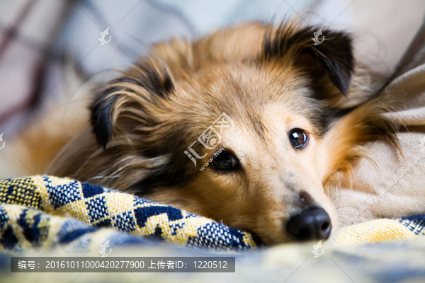 喜樂蒂牧羊犬