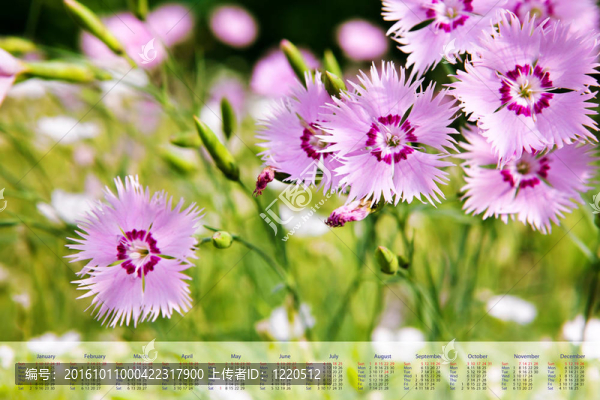 花2010年的日歷