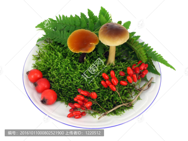 蘑菇；苔蘚；漿果