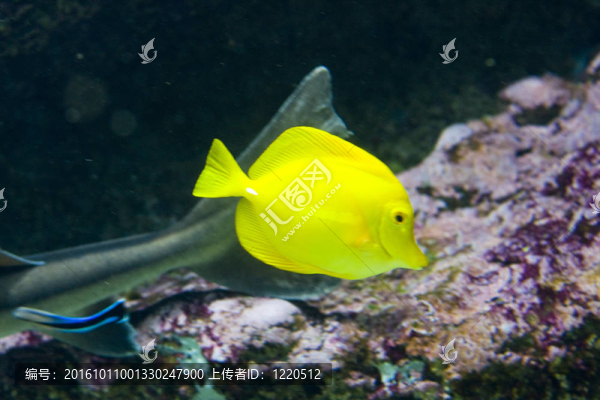 一種奇特的魚游泳