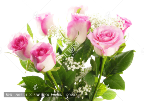 粉薔薇