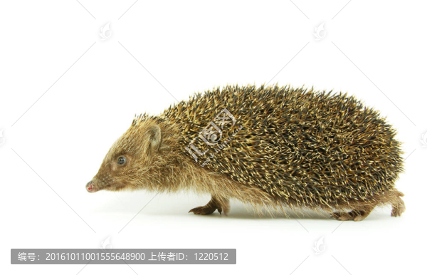 刺猬