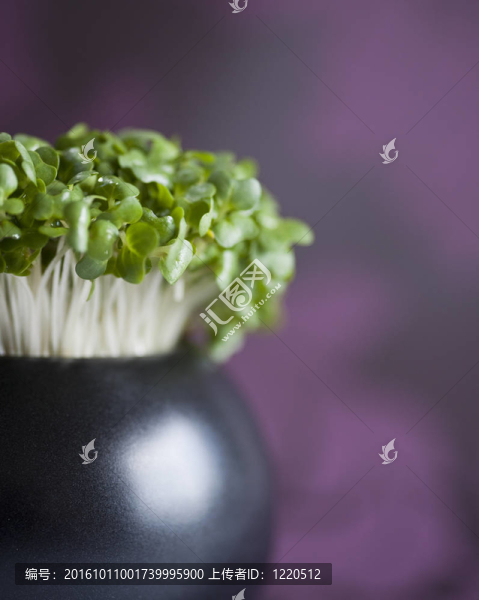 靠近在一盆水芹
