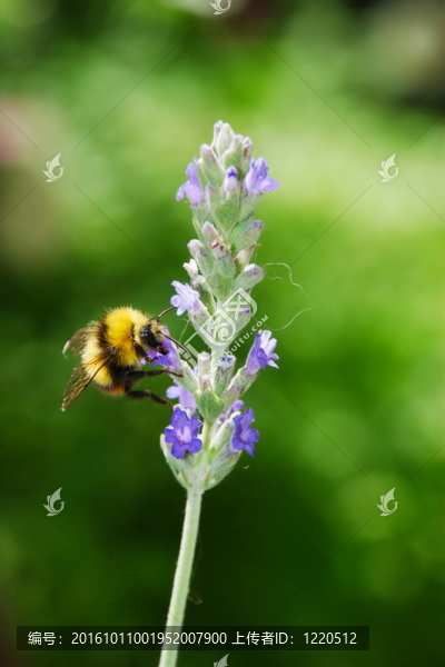 在薰衣草花大黃蜂