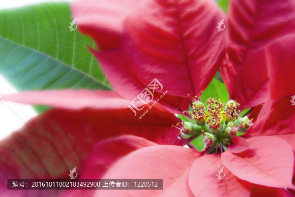 一品紅對白宏