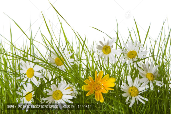 在草中的菊花