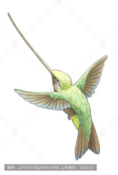 hummingbird_6