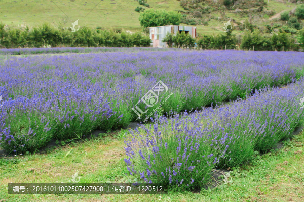薰衣草農(nóng)場。