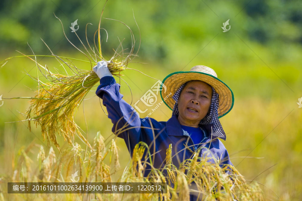 女人割稻