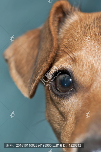 我的jack,Russel