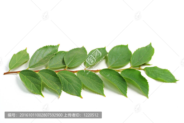 綠色的葉子
