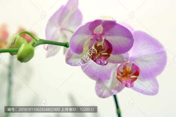 美麗的花朵