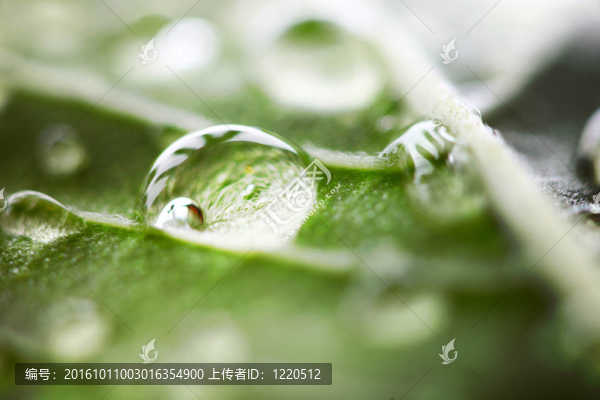 水滴的宏
