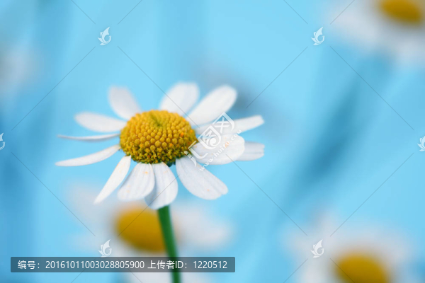 chamomiles