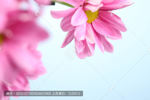 粉紅色的菊花