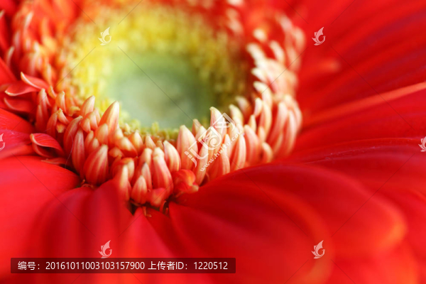 紅色的Gerber