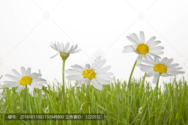 草和雛菊