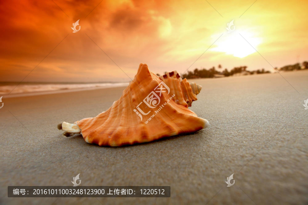 殼
