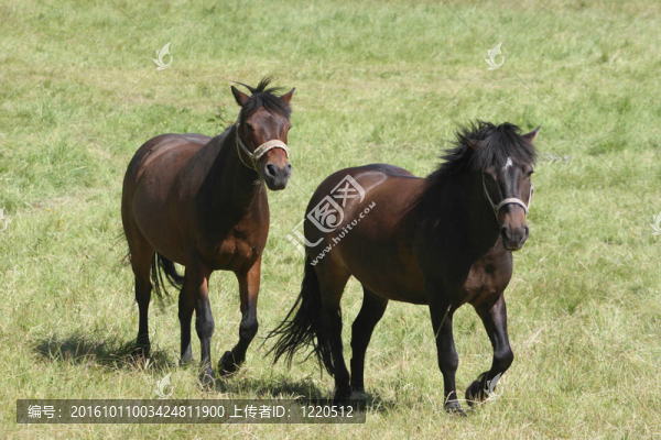 兩匹棕色的馬