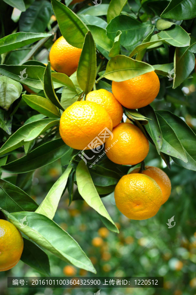 Tangerine夜店掛在樹上