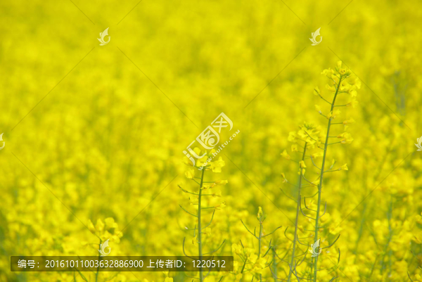 Rapeseed,26