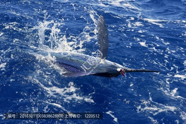 大西洋白槍魚比賽釣魚