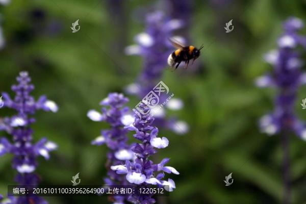 薰衣草田蜂