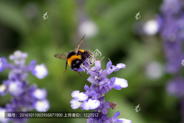 薰衣草田蜂