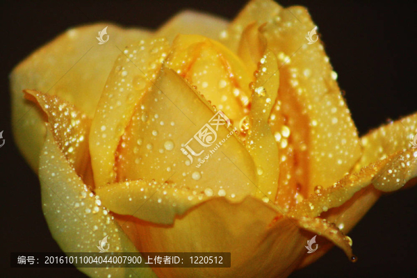 黃玫瑰