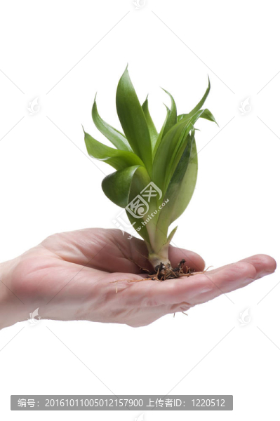 綠色植物在白色背景上的手