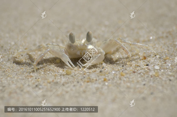小螃蟹