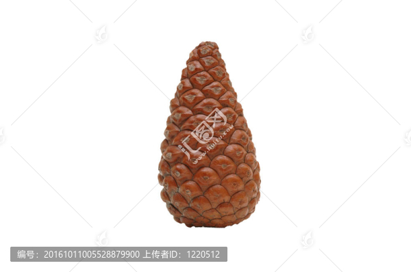 白上的松果體