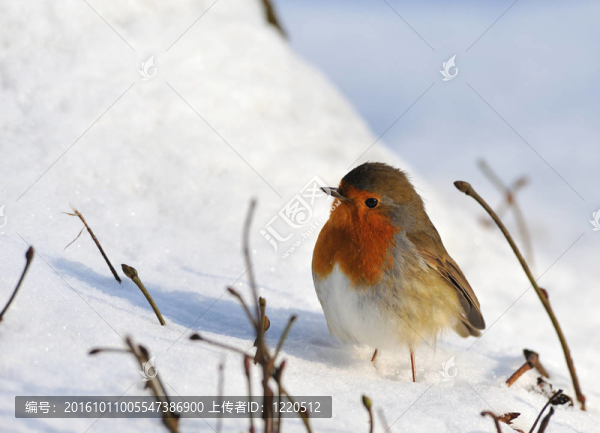冬天的雪上可愛的鳥
