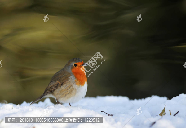 冬天的雪上可愛的鳥