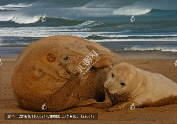雌海豹和她的小狗