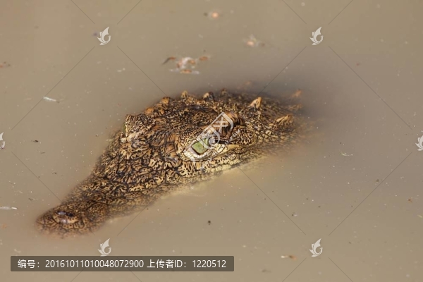 鱷魚在水中