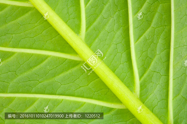 一片綠葉的質(zhì)地