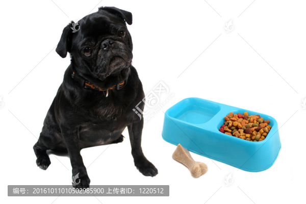 獅子和狗