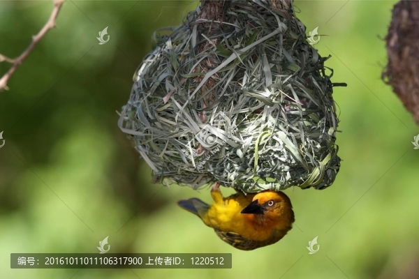 Weaver,Bird在巢