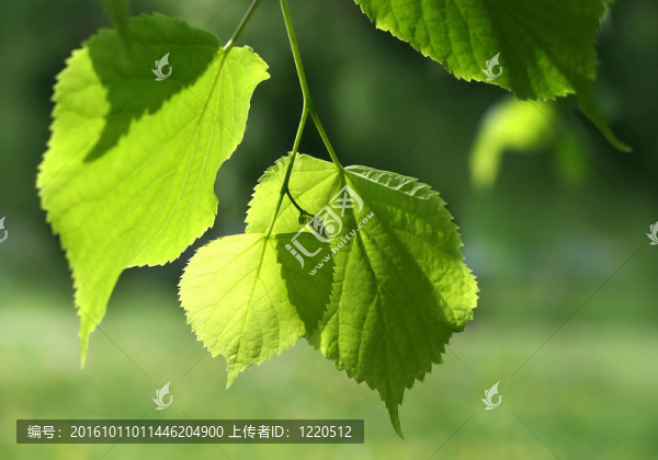 鮮綠春葉