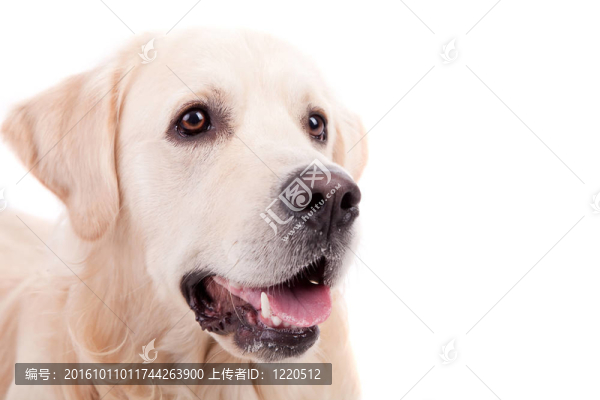 金毛獵犬的肖像