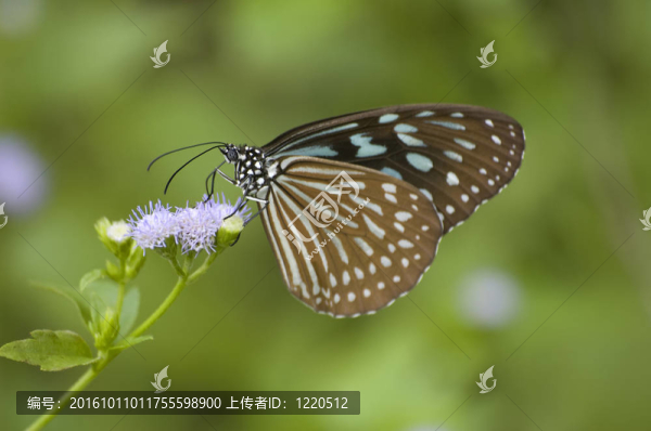 蝴蝶在紫色的花上