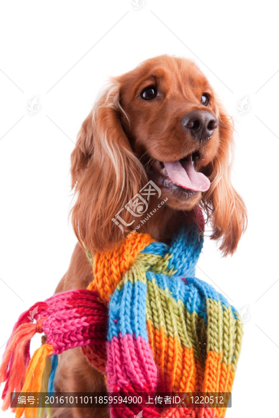 寶貝可卡犬