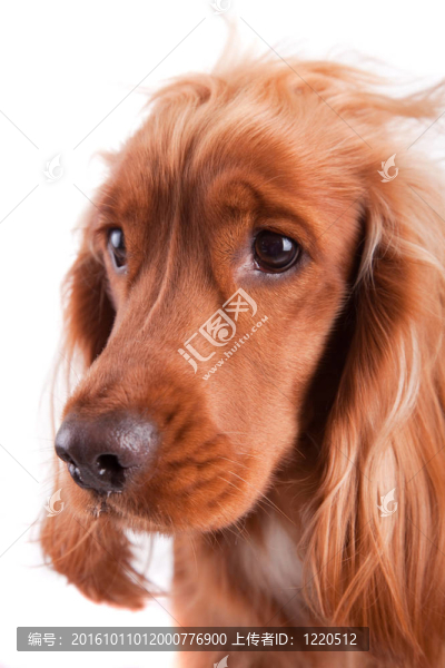 寶貝可卡犬