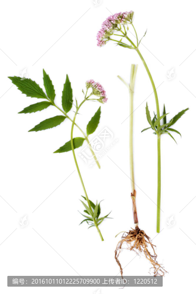纈草的根和花葉；