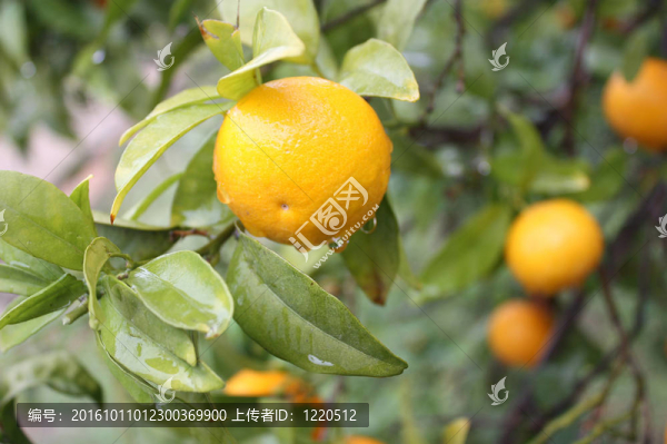 橘子樹